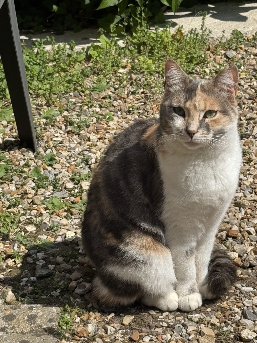 Missat, chatte écaille et blanche recherchée à Bernay