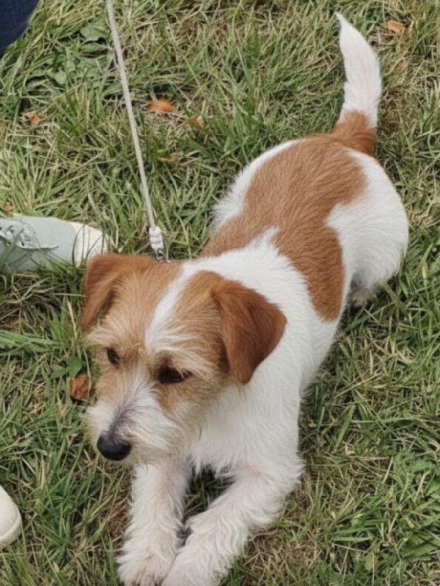 Sweeney, petite chienne blanche et fauve recherchée à Vimoutiers